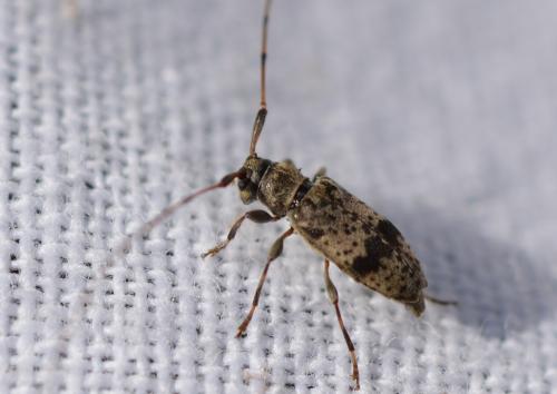 Réf. 312 089 : Leiopus femoratus